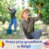 Przerzedzania gruszek