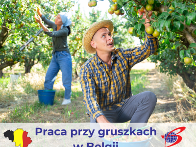 Praca przy gruszkach